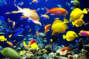 自然的魔力 神奇的生物