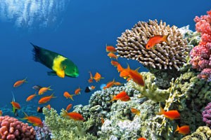 自然的魔力 深海魔术师