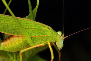 世界上体型最大的昆虫（下）