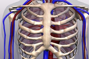 这个女孩肌肉变骨骼（下）