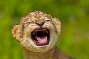 欧洲哺乳动物的秘密生活 我的鼬鼠邻居（下）