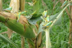 全球警报（二）