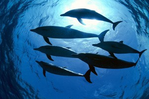 全球警报（四）