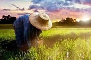 张韬：我是回乡种地的农二代