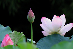 二十四节气立夏