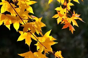 二十四节气立秋