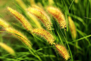 二十四节气处暑