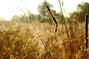 二十四节气寒露