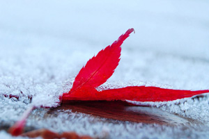 二十四节气霜降