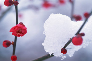 二十四节气立冬