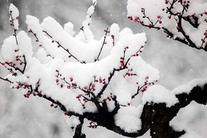 二十四节气小寒