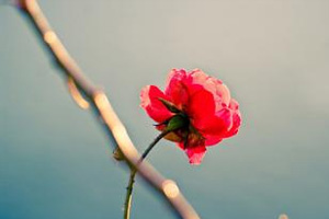 苦水中绽放的玫瑰