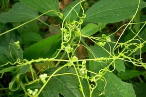 菟丝子生存之谜