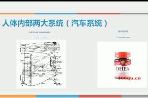 人体内部神经系统介绍