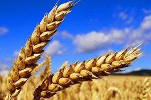 2015CCTV十大三农创业致富榜样颁奖盛典