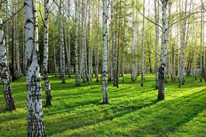 藏在树林里的财富