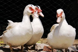 改名开始的惊险财富