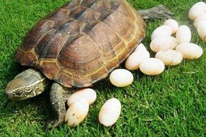 倔强老爹把儿子骗回家后