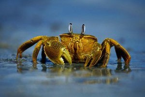 千万财富从发现螃蟹的“脸”起步