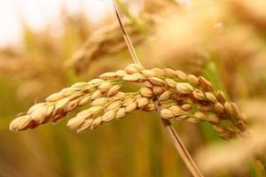 阿里郎之梦苏醒的大地