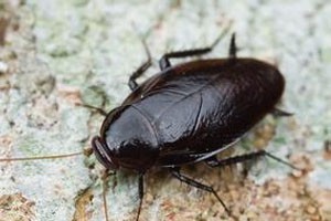 小强的奇特神功