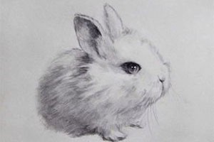 简单也美丽素描小动物的表现手法（二）