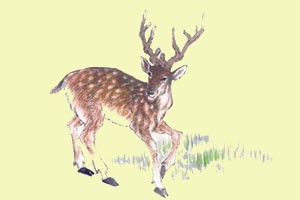 幻境中的鹿（一）