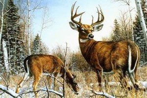 幻境中的鹿（三）