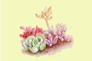 水彩植物《水当当的多肉植物》（一）