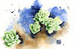 水彩植物《水当当的多肉植物》（三）