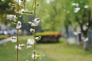 柳絮飘飞话过敏