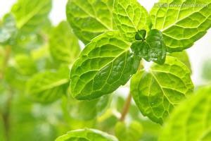 天然消炎药（下）