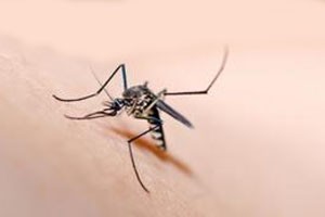 灭蚊防病需技巧