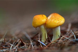 小心！美味有毒