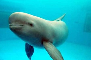 因为江豚的“微笑”