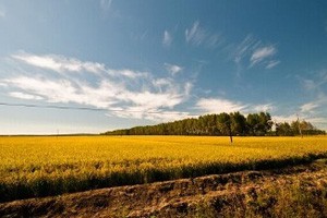 盐碱地里的生机