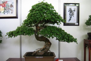 寻访江南手艺人草木有情