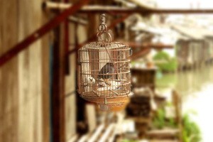 寻访江南手艺人姑苏灵笼