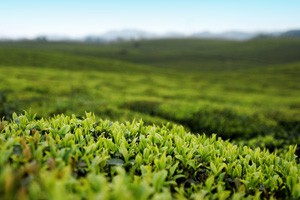一茶一江南在茶乡（上）