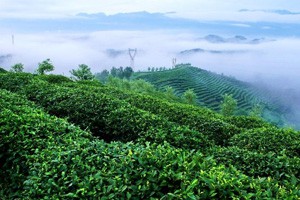 一茶一江南在茶乡（下）