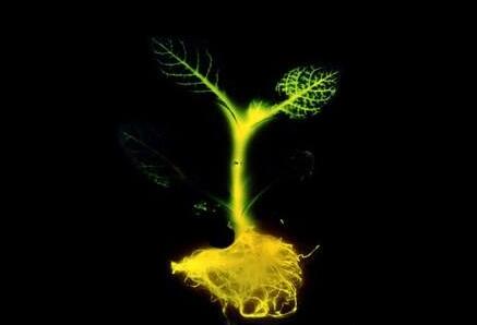 创造一种发光的植物