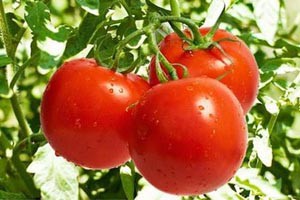 揭秘番茄的智慧