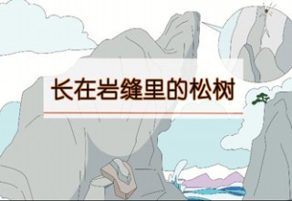 长在岩缝里的松树